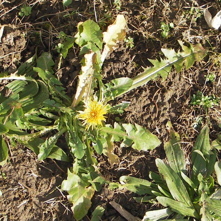 Taraxacum officinale